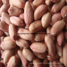 Китайская лучшая цена на ядро ​​арахиса